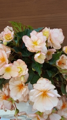 Begonia × tuberhybrida
