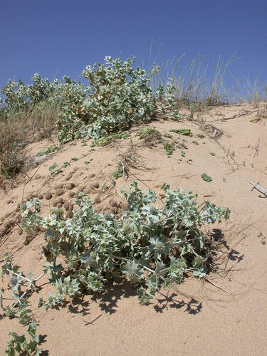 Eryngium maritimum, photograph 5
