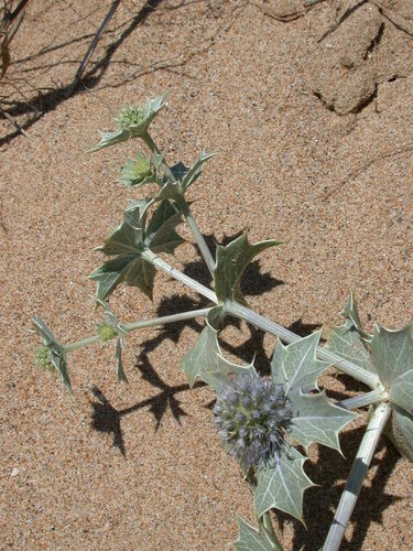 Eryngium maritimum, photograph 6