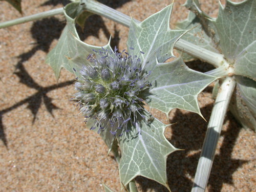 Eryngium maritimum, photograph 4