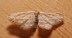 Idaea calunetaria