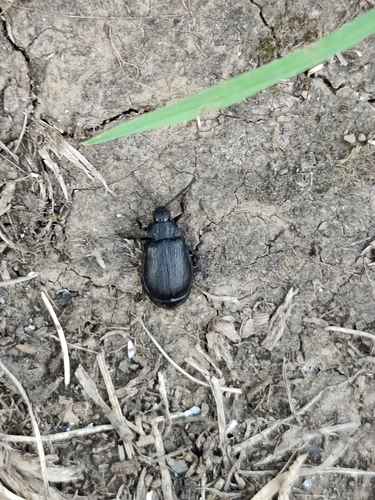 black-punctured leaf beetle