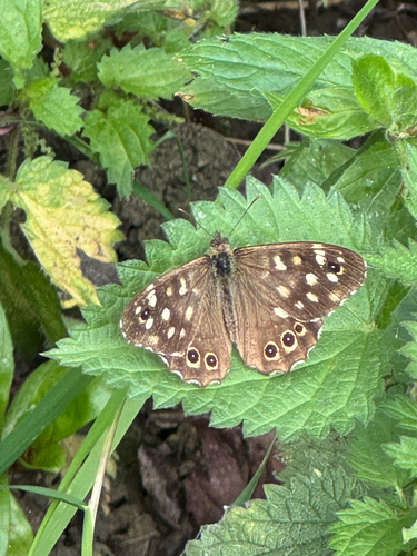 Speckled Wood