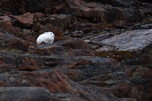Arctic Hare observed by chrihi