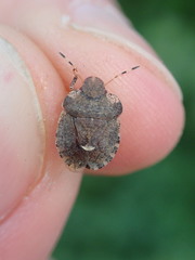 Dyroderes umbraculatus