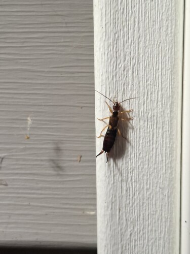 European Earwig