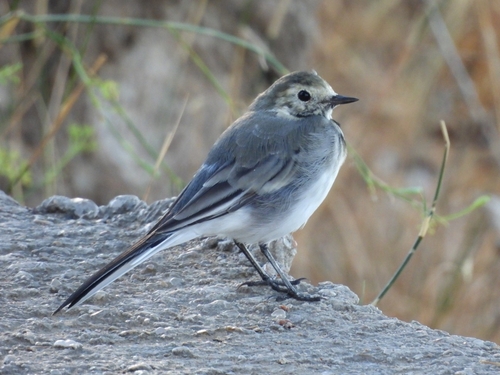 White Wagtail