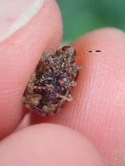 Dyroderes umbraculatus