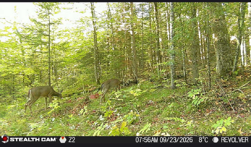 White-tailed Deer