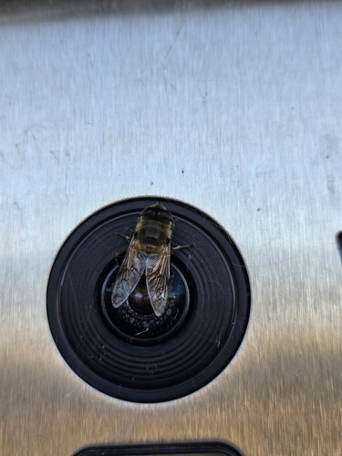 Common Drone Fly