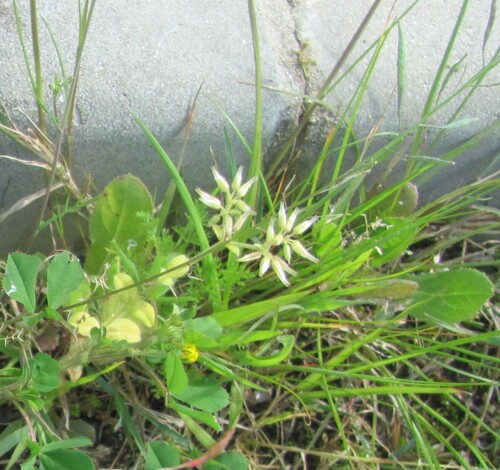 Cerastium glomeratum, photograph 5