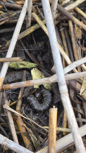 Common Watersnake