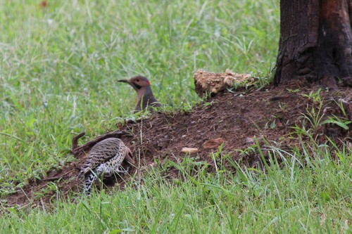 Northern Flicker