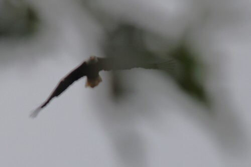 Bald Eagle