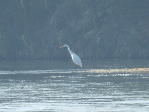 Great Egret
