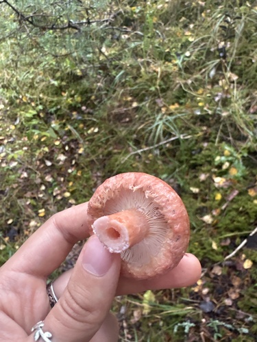 Woolly Milkcap
