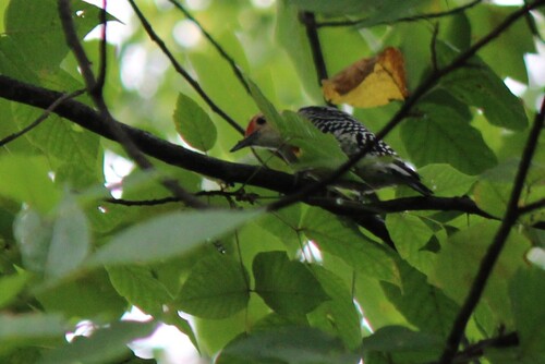 Red-bellied Woodpecker