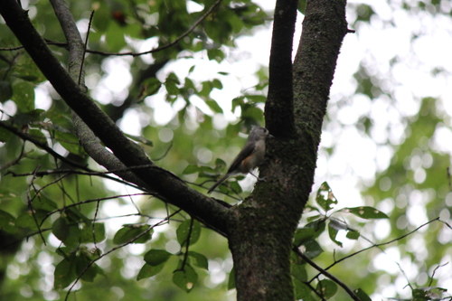Tufted Titmouse