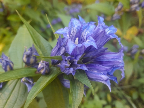 Gentiana asclepiadea, photograph 1