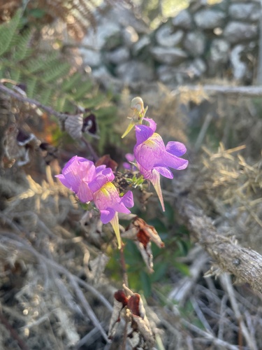 Three Birds Toadflax