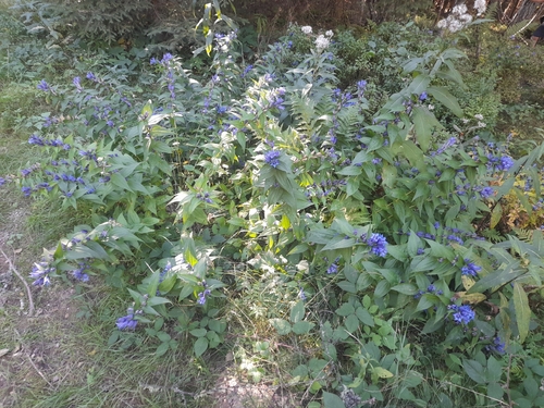 Gentiana asclepiadea, photograph 2