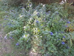 Gentiana asclepiadea, photograph (c) Flavien Saboureau, some rights reserved (CC BY)