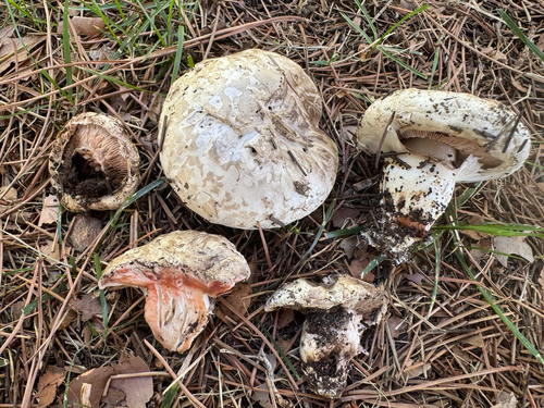 Salt-loving Agaricus