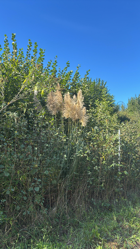 Pampas Grass