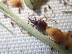 Tatianaerhynchites aequatus