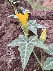 (c) Matt Lavin, some rights reserved (CC BY-SA) Cucurbita palmata, photograph (c) Matt Lavin, some rights reserved (CC BY-SA)