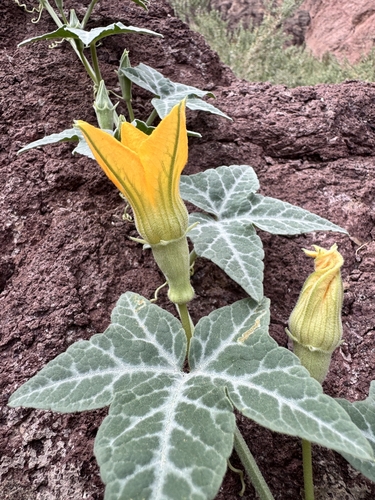 Cucurbita palmata, photograph 6