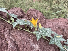 (c) Matt Lavin, some rights reserved (CC BY-SA) Cucurbita palmata, photograph (c) Matt Lavin, some rights reserved (CC BY-SA)