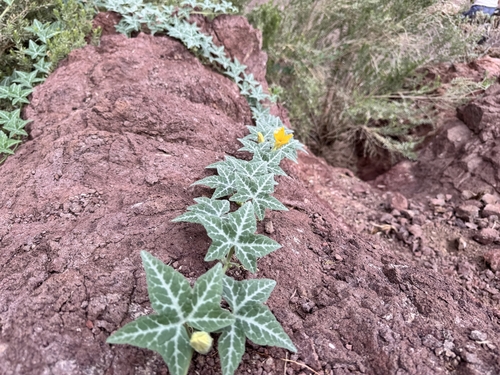 Cucurbita palmata, photograph 4