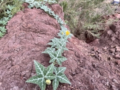 (c) Matt Lavin, some rights reserved (CC BY-SA) Cucurbita palmata, photograph (c) Matt Lavin, some rights reserved (CC BY-SA)