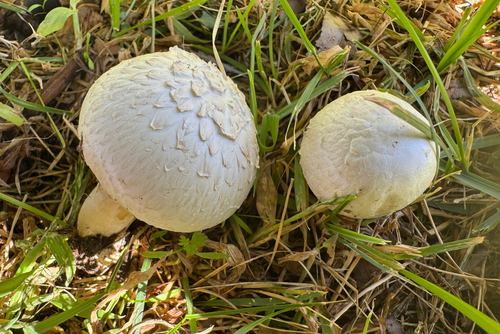 Agaricus cappellii
