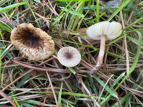Lepiota lilacea