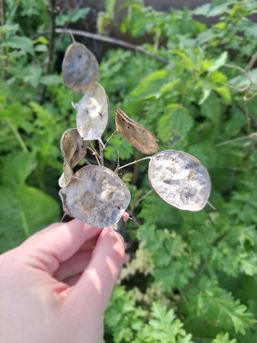 Lunaria annua