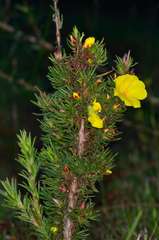 Hibbertia prostrata