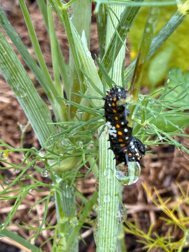Eastern Black Swallowtail
