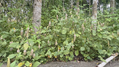 Uraria lagopodioides observed 2026-09-22