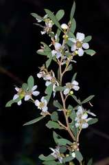 Leptospermum obovatum