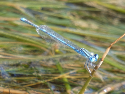 Goblet-marked Damselfly