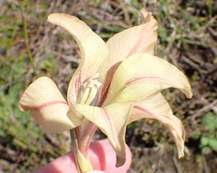 Gladiolus liliaceus, photograph (c) Nicola van Berkel, some rights reserved (CC BY-SA)