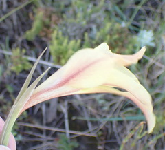 Gladiolus liliaceus, photograph (c) Nicola van Berkel, some rights reserved (CC BY-SA)
