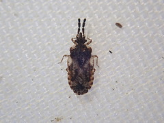 Aradus depressus