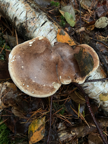 birch polypore