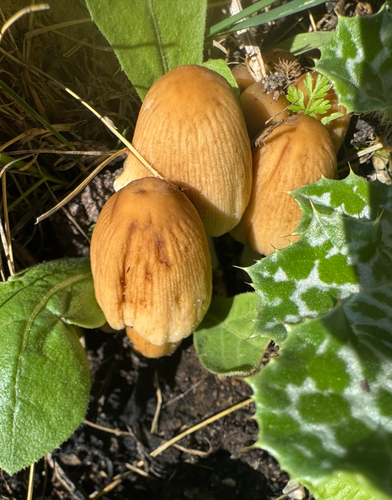 Coprinellus truncorum