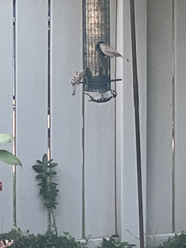 Downy Woodpecker