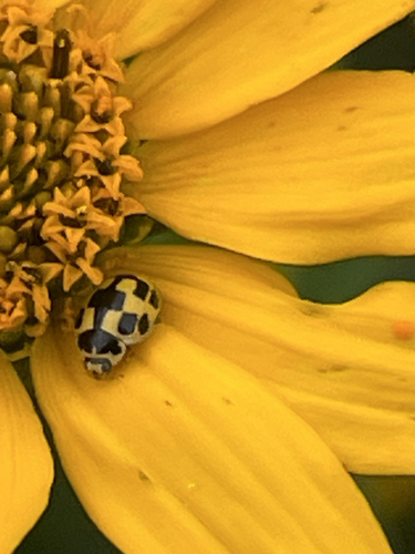 Fourteen-spotted Lady Beetle