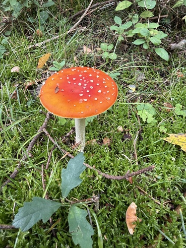 Fly Agaric